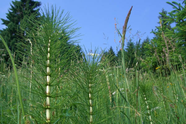 Heermoes – Equisetum Arvense