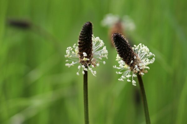 Weegbree – Plantago