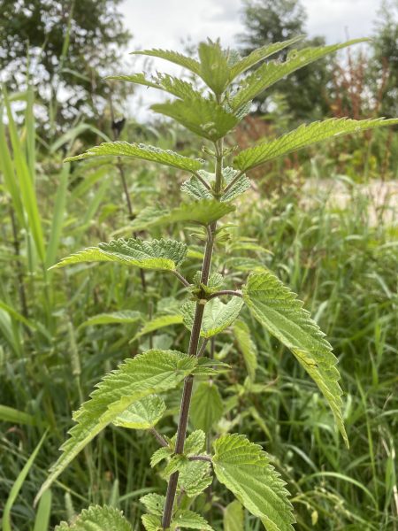 Brandnetel een prikkelend plantje